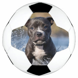 Staffy Puppy Splashing In The Sea, Soccer Ball