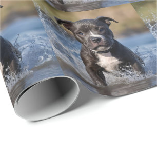 Staffy Puppy Splashing In The Sea, Wrapping Paper