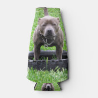 Staffy Ready To Play,