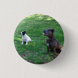 Staffy Treat Time, Small Button Badge.