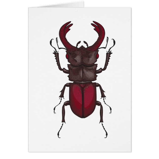 Stag beetle (Front)