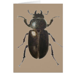 Stag Beetle 2011
