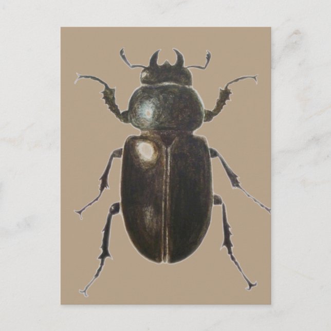 Stag Beetle 2011 Postcard (Front)