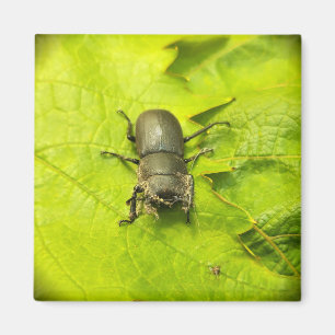 Stag Beetle , Beetles , Bug Magnet