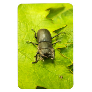 Stag Beetle , Beetles , Bug Magnet