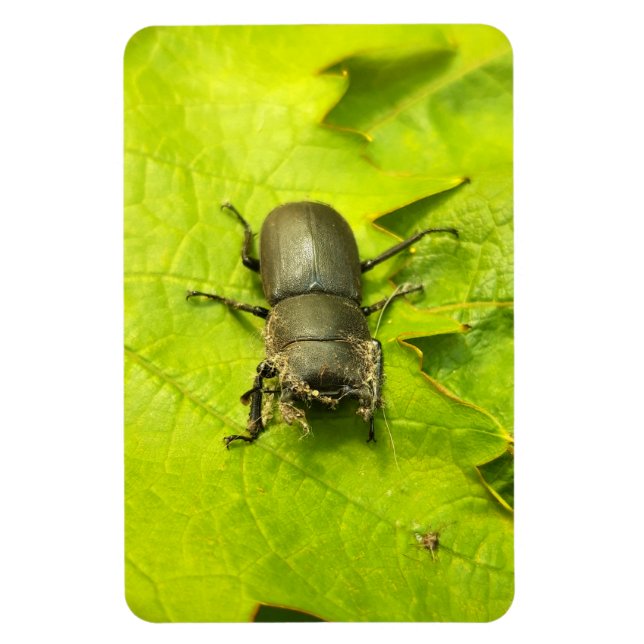 Stag Beetle , Beetles , Bug  Magnet (Vertical)