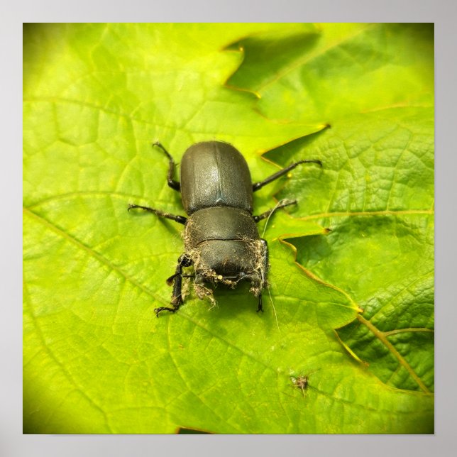 Stag Beetle , Beetles , Bug Poster (Front)