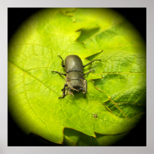 Stag Beetle , Beetles , Bug Poster