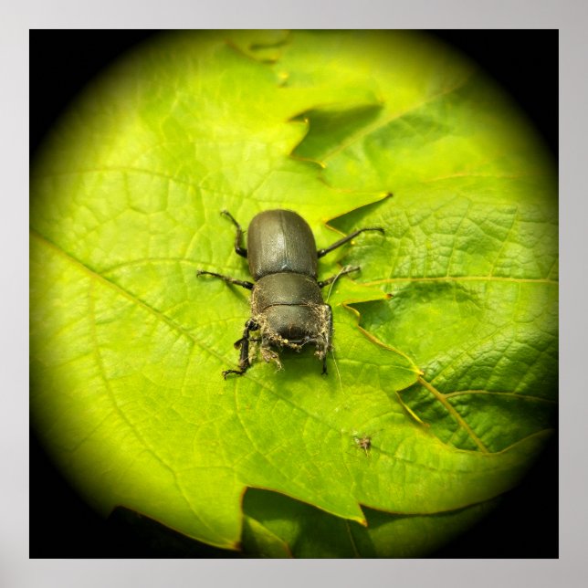 Stag Beetle , Beetles , Bug Poster (Front)