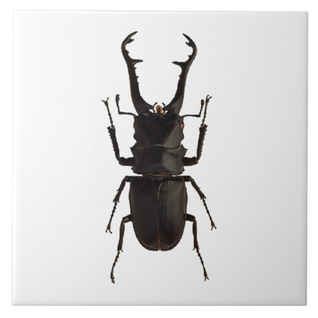 Stag Beetle Ceramic Tile (Front)