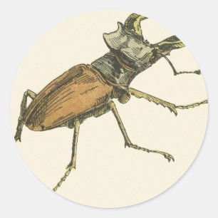 Stag Beetle Classic Round Sticker