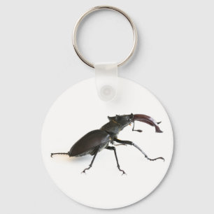 Stag beetle key ring