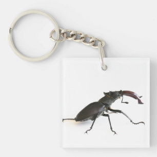 Stag beetle key ring