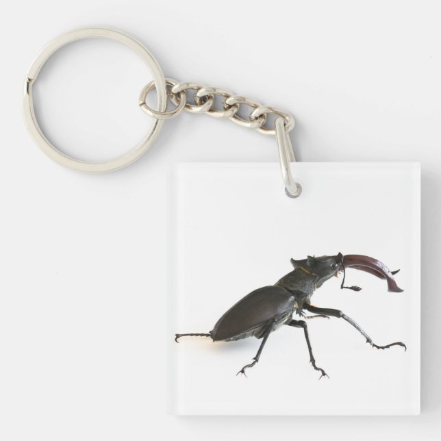 Stag beetle key ring (Front)