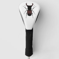 Stag Beetle lucanus cervus