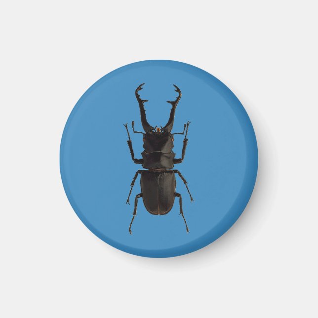 Stag Beetle Magnet (Front)