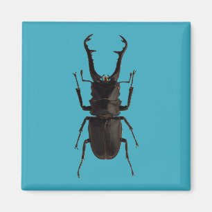Stag Beetle Magnet