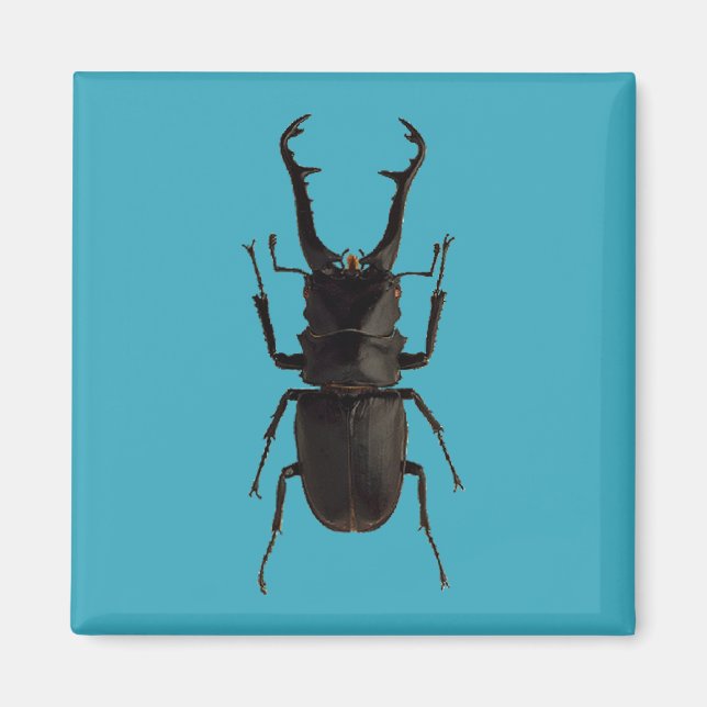 Stag Beetle Magnet (Front)