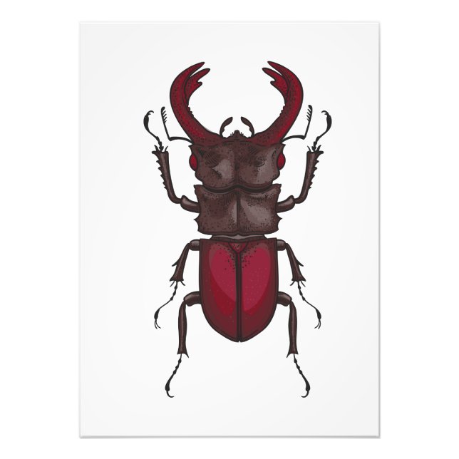 Stag beetle photo print (Front)