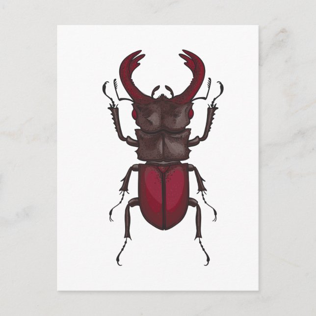 Stag beetle postcard (Front)