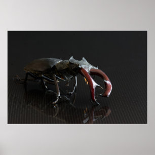 Stag beetle poster