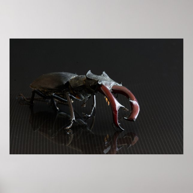Stag beetle poster (Front)