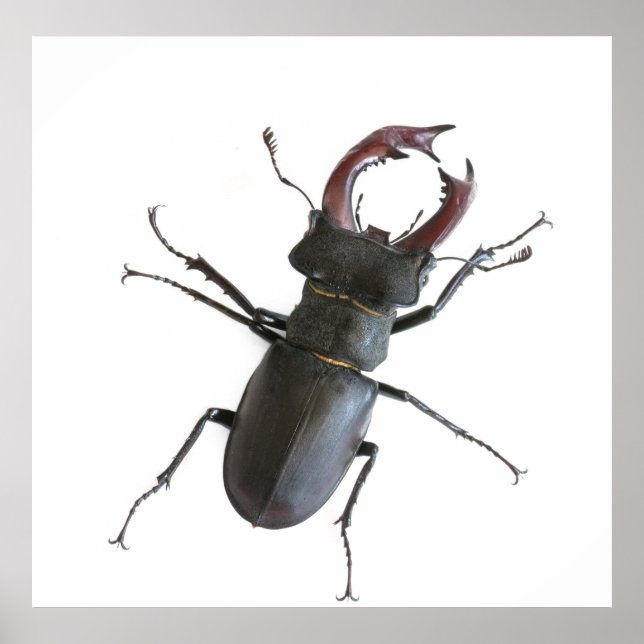 Stag beetle poster (Front)