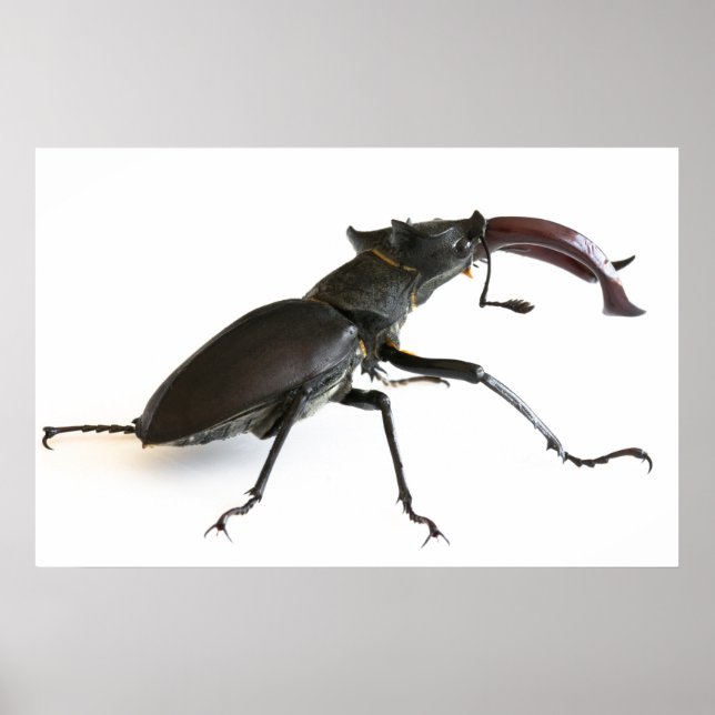 Stag beetle poster (Front)