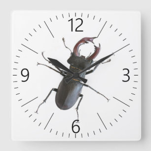 Stag beetle square wall clock