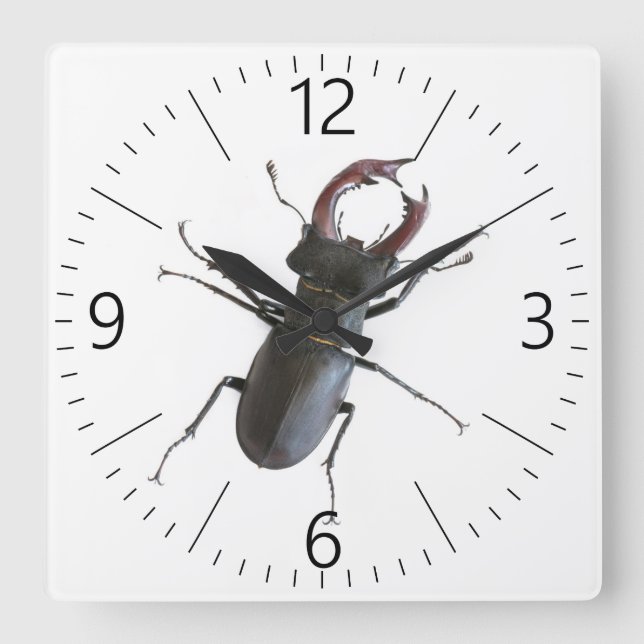 Stag beetle square wall clock (Front)