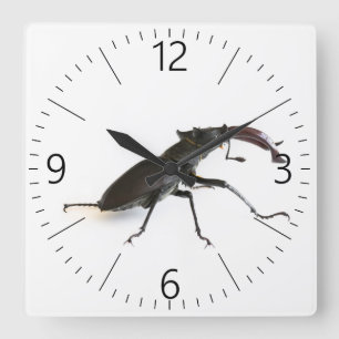Stag beetle square wall clock