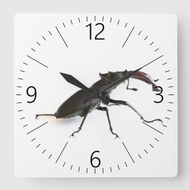 Stag beetle square wall clock (Front)
