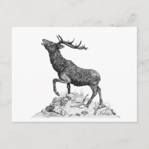 Stag - Blank Postcard