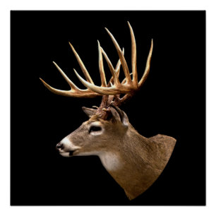Stag Buck Deer Poster