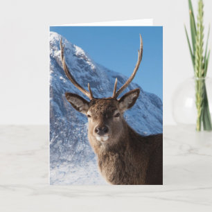Stag Holiday Card