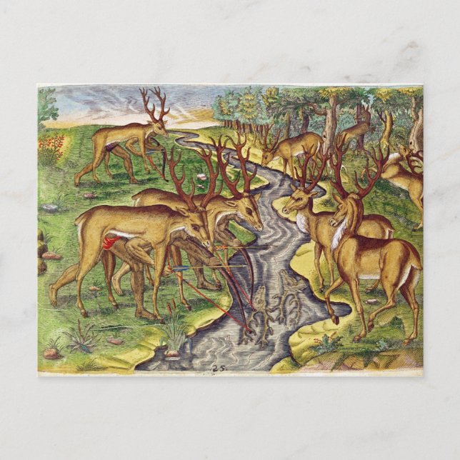 Stag Hunt, from 'Brevis Narratio' Postcard (Front)