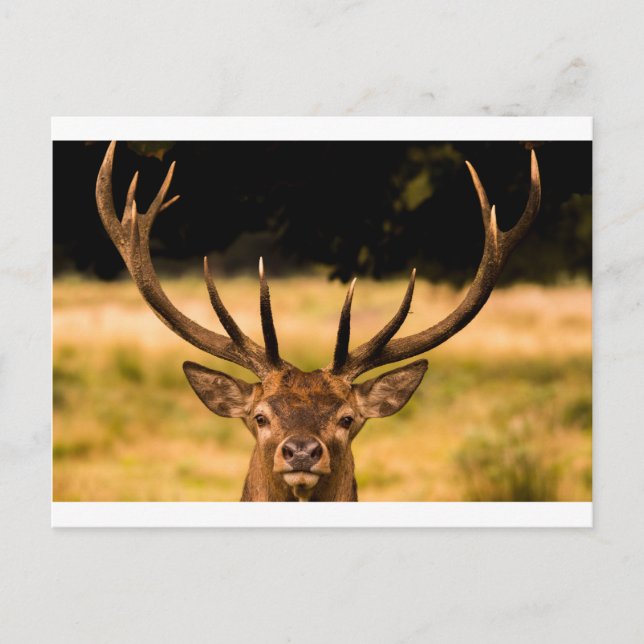 stag of richmond park postcard (Front)