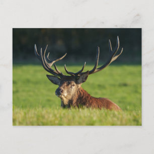 Stag Resting In The Green Grass Postcard