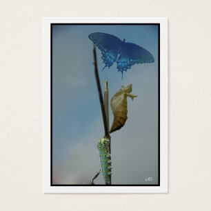 Stages~ Butterfly ACEO Artist Trading Cards Busine