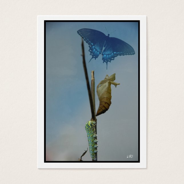 Stages~ Butterfly ACEO Artist Trading Cards Busine (Front)