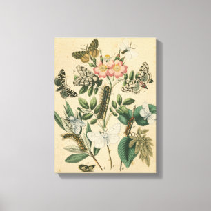 Stages of Butterfly Life by Vision Studio Canvas Print