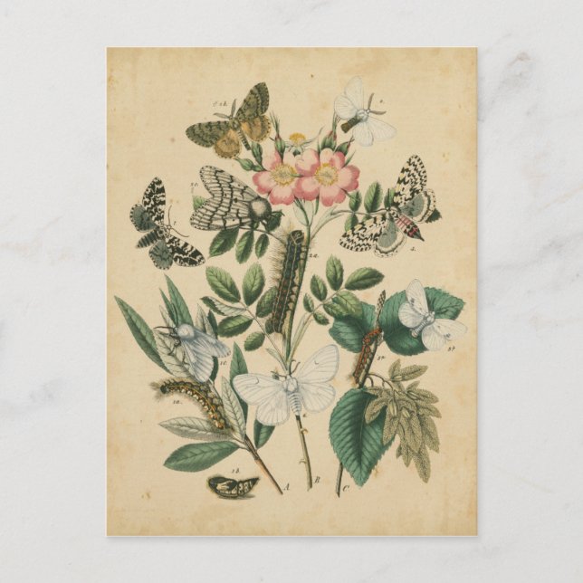 Stages of Butterfly Life by Vision Studio Postcard (Front)