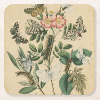 Stages of Butterfly Life by Vision Studio