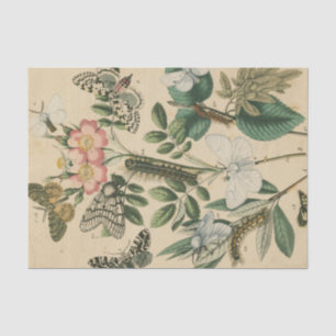 Stages of Butterfly Life by Vision Studio Tissue Paper