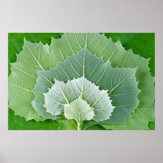 STAGES OF LIFE POSTER (Front)