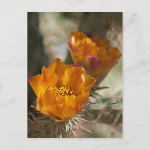 Staghorn Cholla Cactus Blossoms Postcard