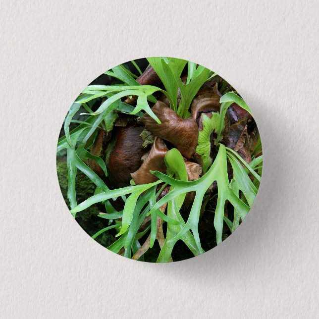Staghorn Fern Button (Front)