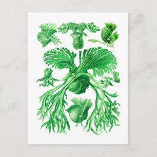 Staghorn Fern Postcard