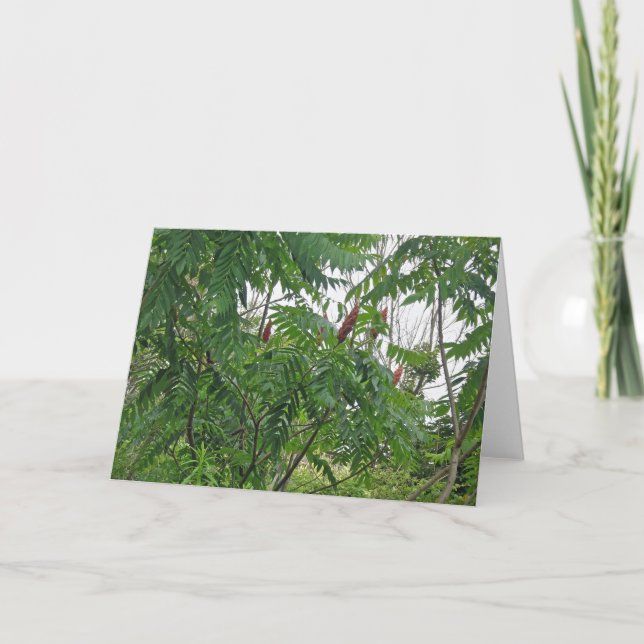 Staghorn Sumac Note Card (Front)