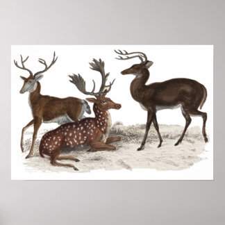 STAGS  PRINT